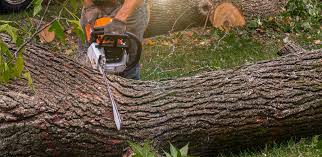 Best Lawn Watering Services  in Mount Jackson, VA