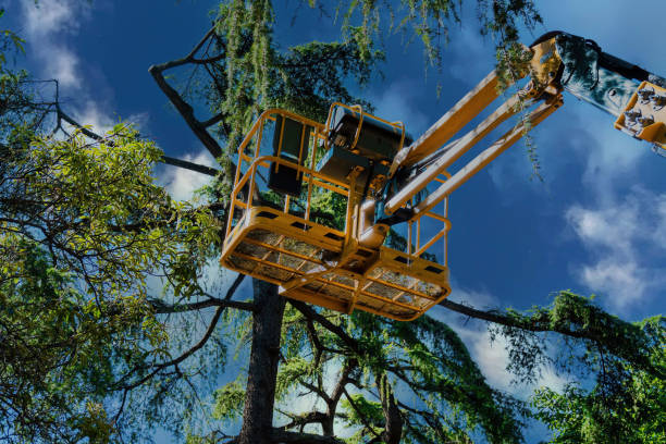Best Tree and Shrub Care  in Mount Jackson, VA
