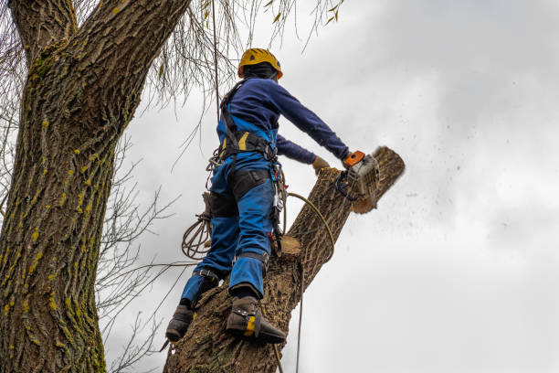 Best Palm Tree Trimming  in Mount Jackson, VA
