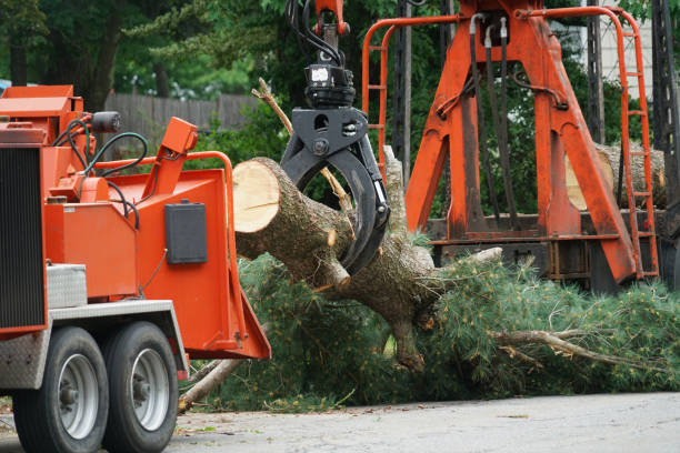 Best Lawn Grading and Leveling  in Mount Jackson, VA