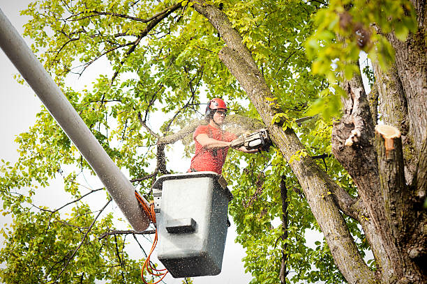 Best Tree Health Inspection  in Mount Jackson, VA